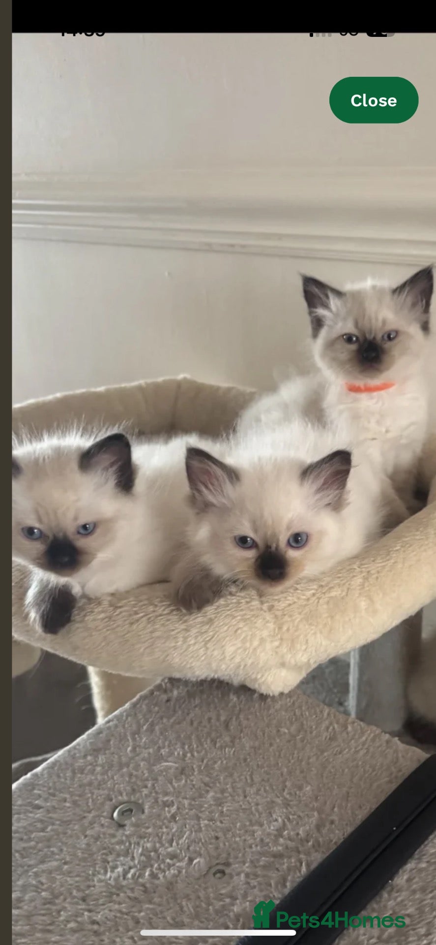 Ragdoll cats 7 Beautiful Ragdoll Kittens  - Advert 1