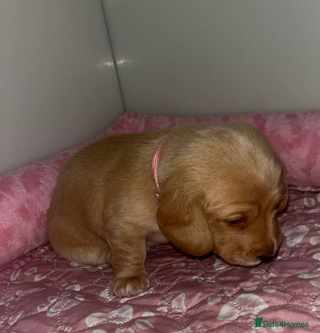 Miniature Dachshund dogs for sale: Minature Dachshunds (cream carriers) - Advert 20