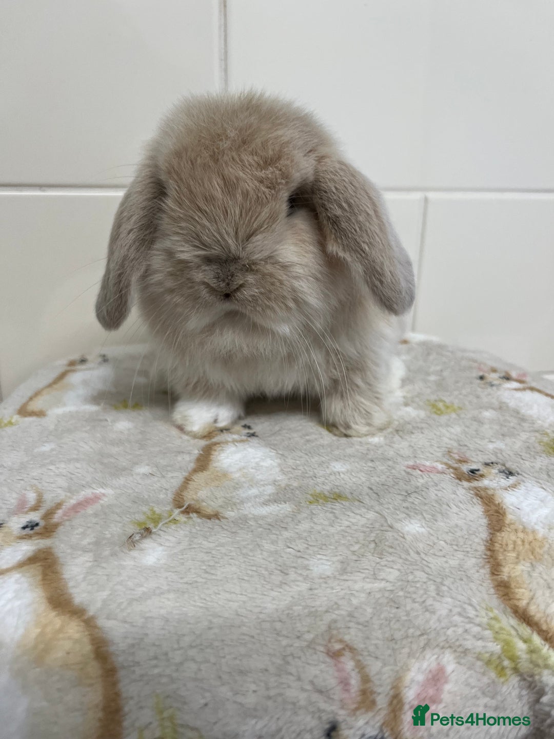 Mini Lop rabbits for sale: Stunning litter of mini lops ready soon  - Advert 10