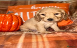 Cocker Spaniel dogs for sale: 🧡💛❤️Stunning KC Show Cocker Spaniels❤️🩷🧡 - Image 24