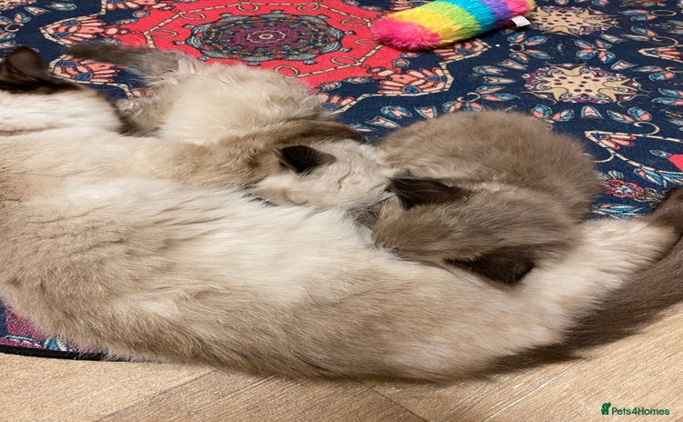 Ragdoll cats - Advert 10