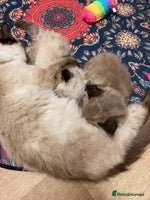 Ragdoll cats - Advert 3