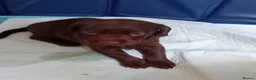 Cockerdor dogs for sale: ******Stunning cockedors****** - Advert 9
