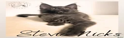 Maine Coon cats for sale: LARGE Stunning Solid Blue Maine Coon Kitten  - Advert 11