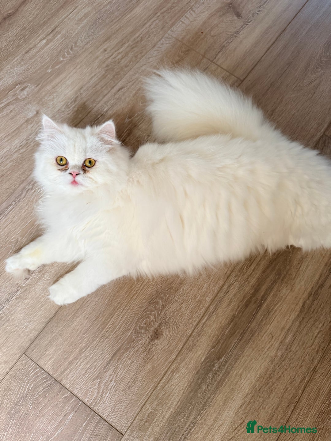Persian cats for sale: Pure chinchilla kitten for sale  - Advert 2