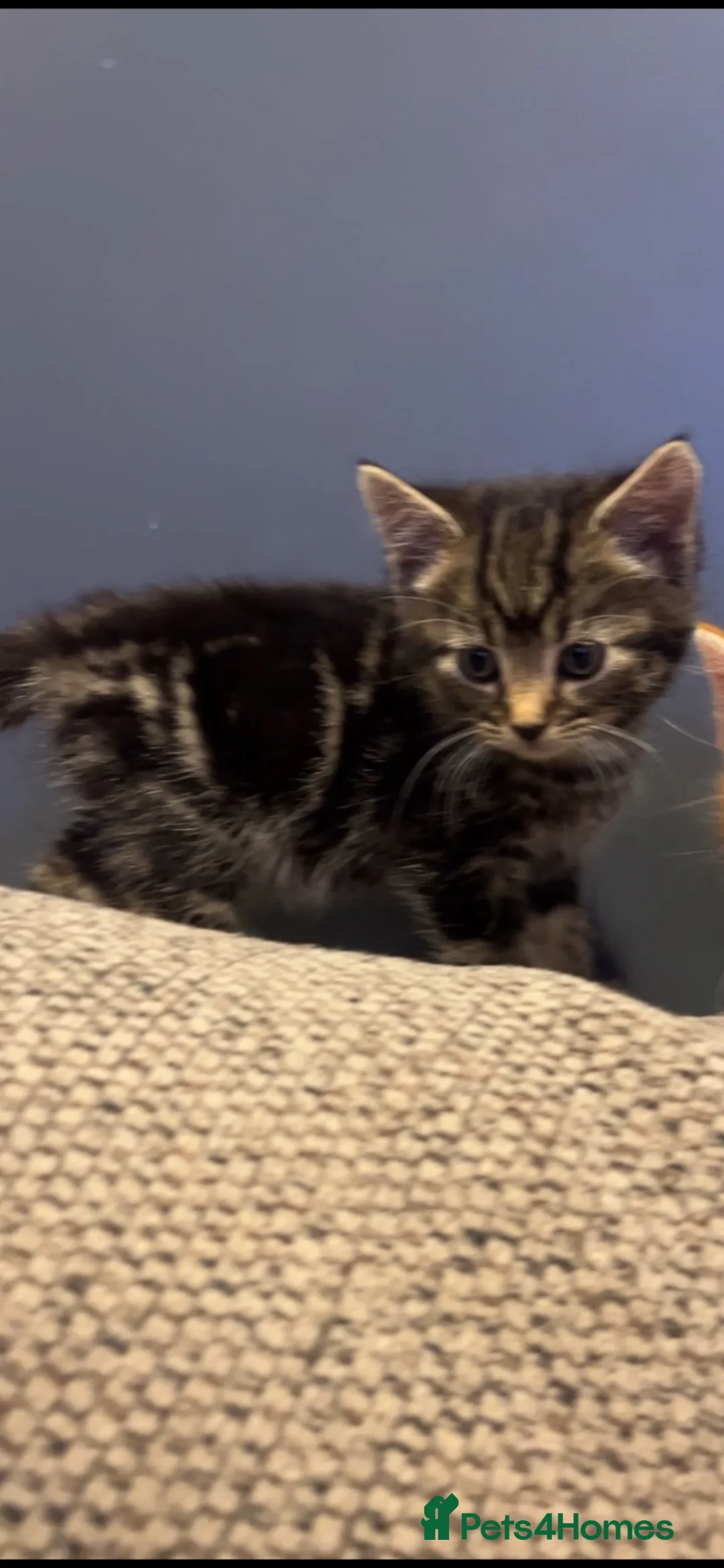 Mixed Breed cats for sale: ** Beautiful kittens ** in Melton Mowbray - Advert 5