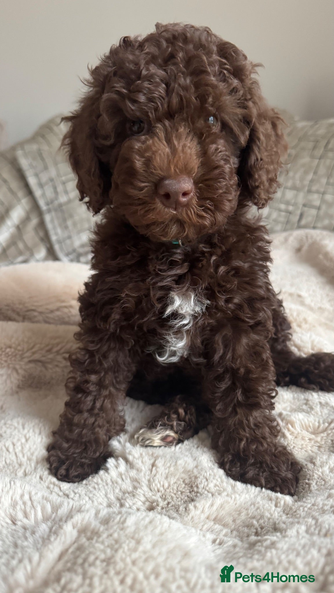 Cavapoo dogs Fully heath cheeked Cavapoos  - Advert 2