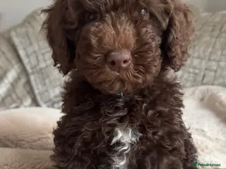 Cavapoo dogs Fully heath cheeked Cavapoos - Advert 2