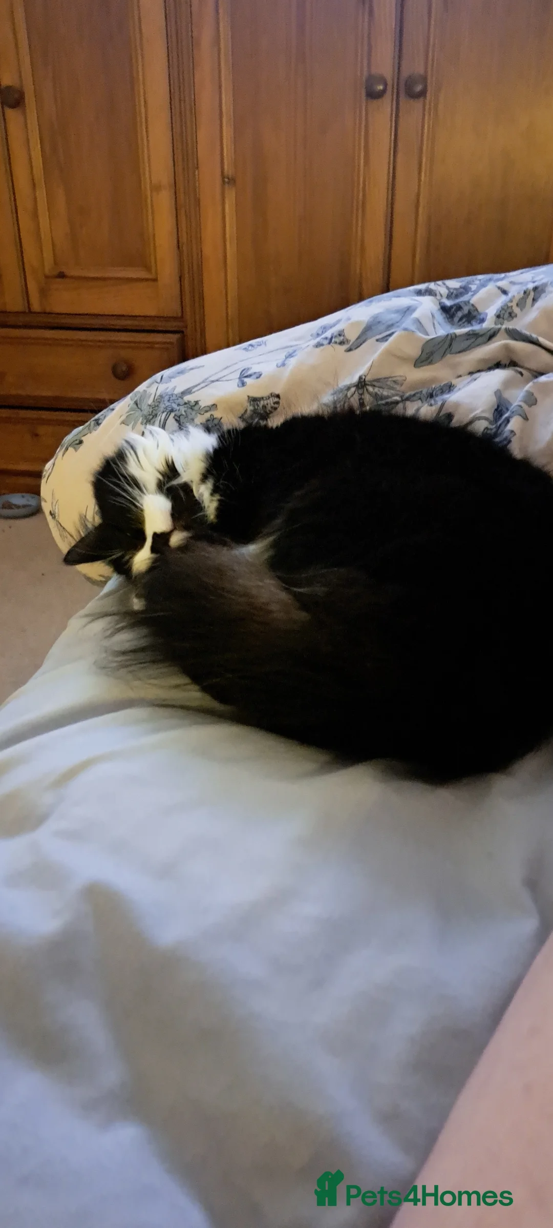 Mixed Breed cats for sale: Bonded sisters. Must go together in Halifax - Advert 2