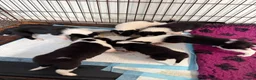 Border Collie dogs for sale: 6 amazing pups  - Advert 3