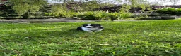 Border Collie dogs for sale: Adorable Border Collie puppies  - Advert 21