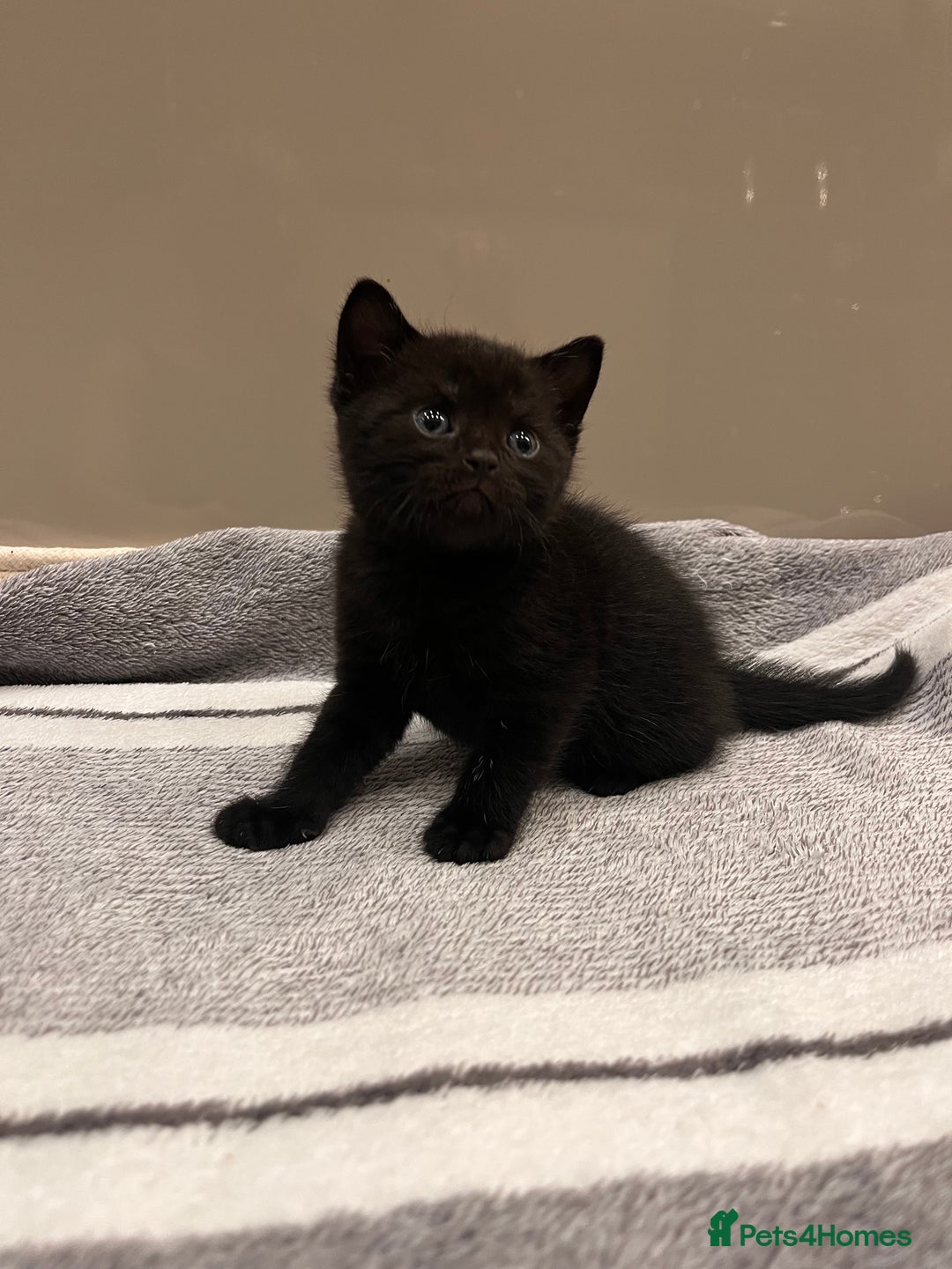 British Shorthair cats for sale: British Shorthair Kittens - Advert 17