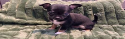 Chihuahua dogs for sale: Full chihuahua puppies  - Advert 3
