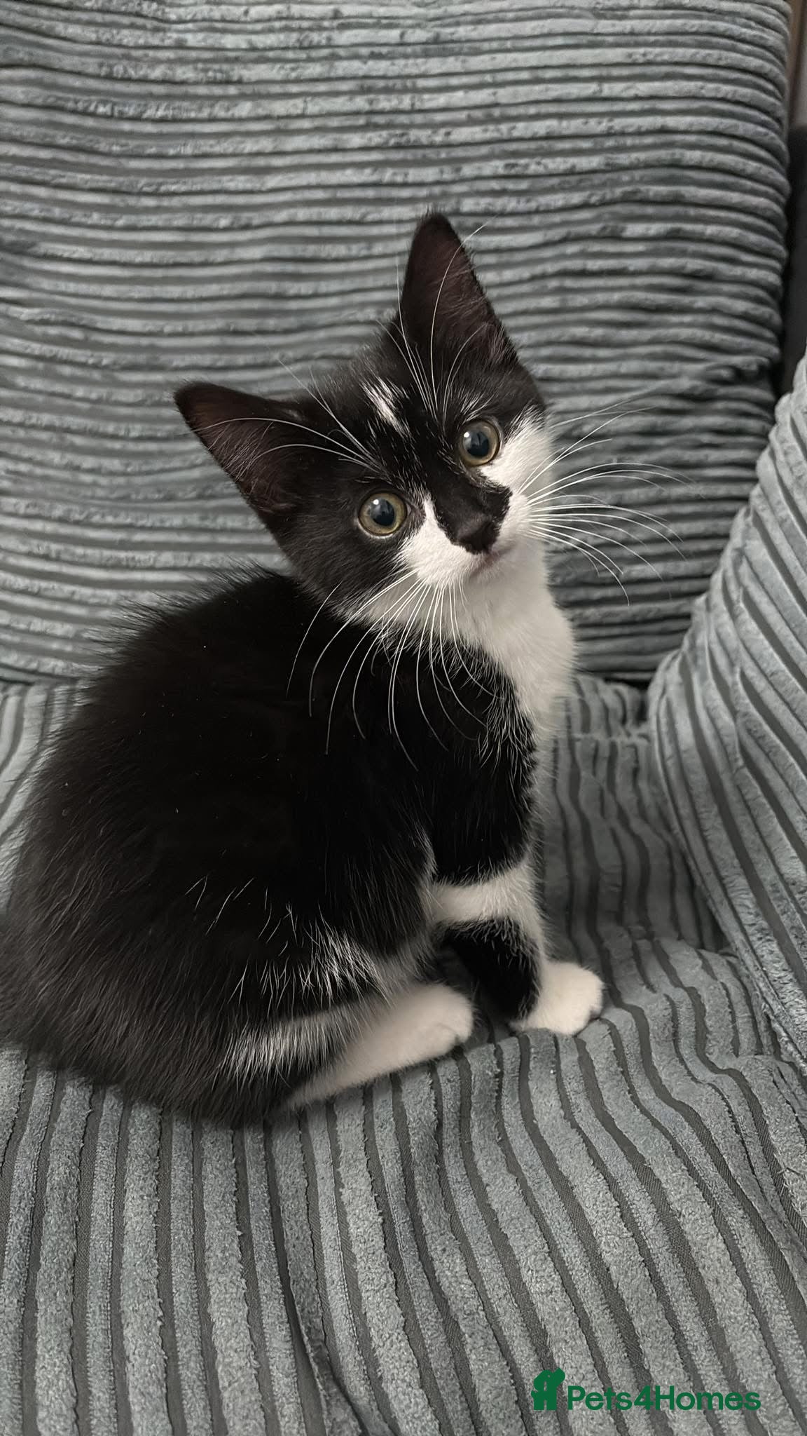 Mixed Breed cats Kitten for sale  - Advert 1
