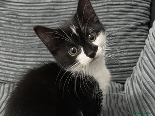 Mixed Breed cats Kitten for sale - Advert 1