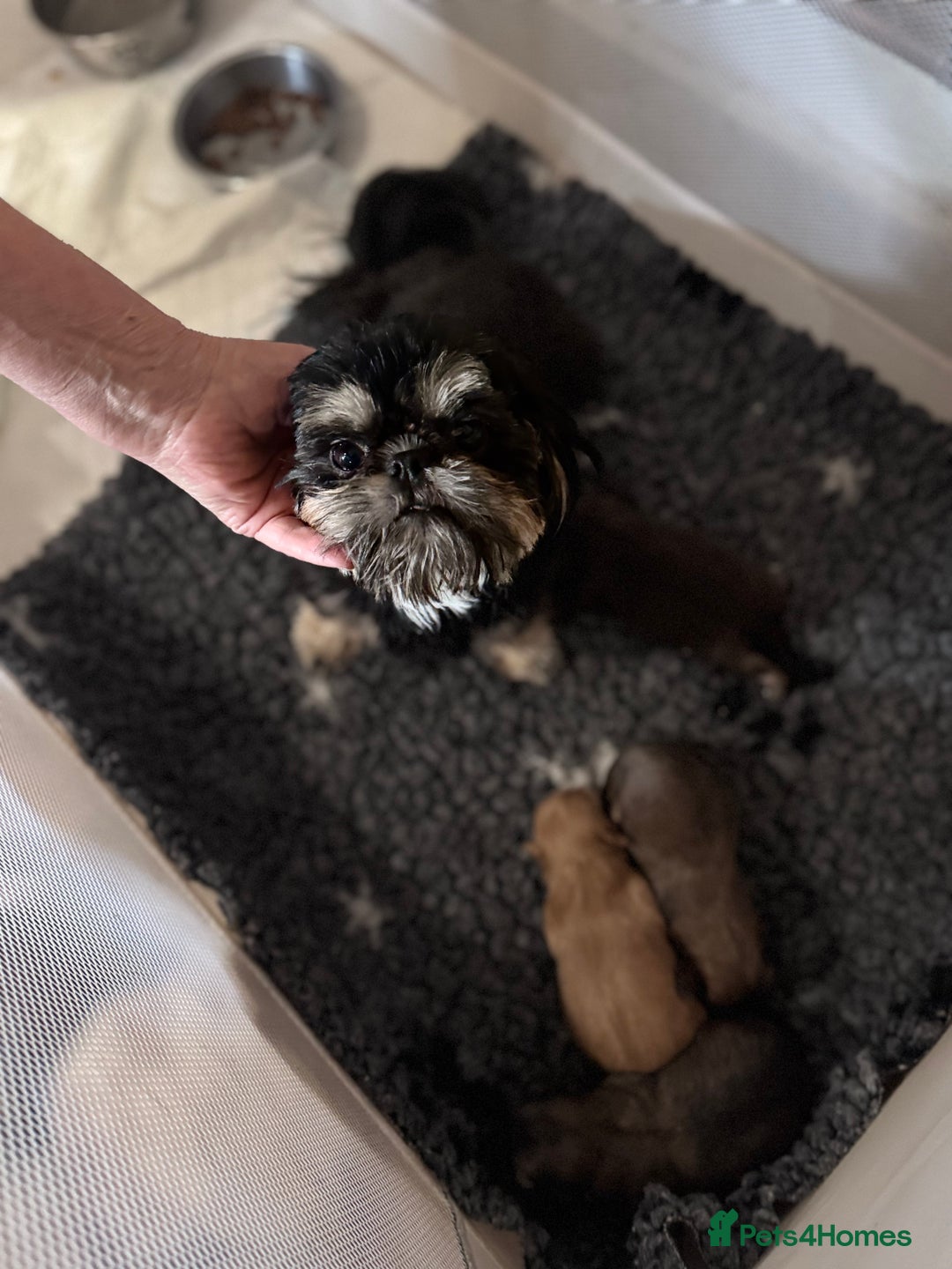 Shih Tzu dogs for sale: KC Registered Imp Shihtzu pups - Image 17
