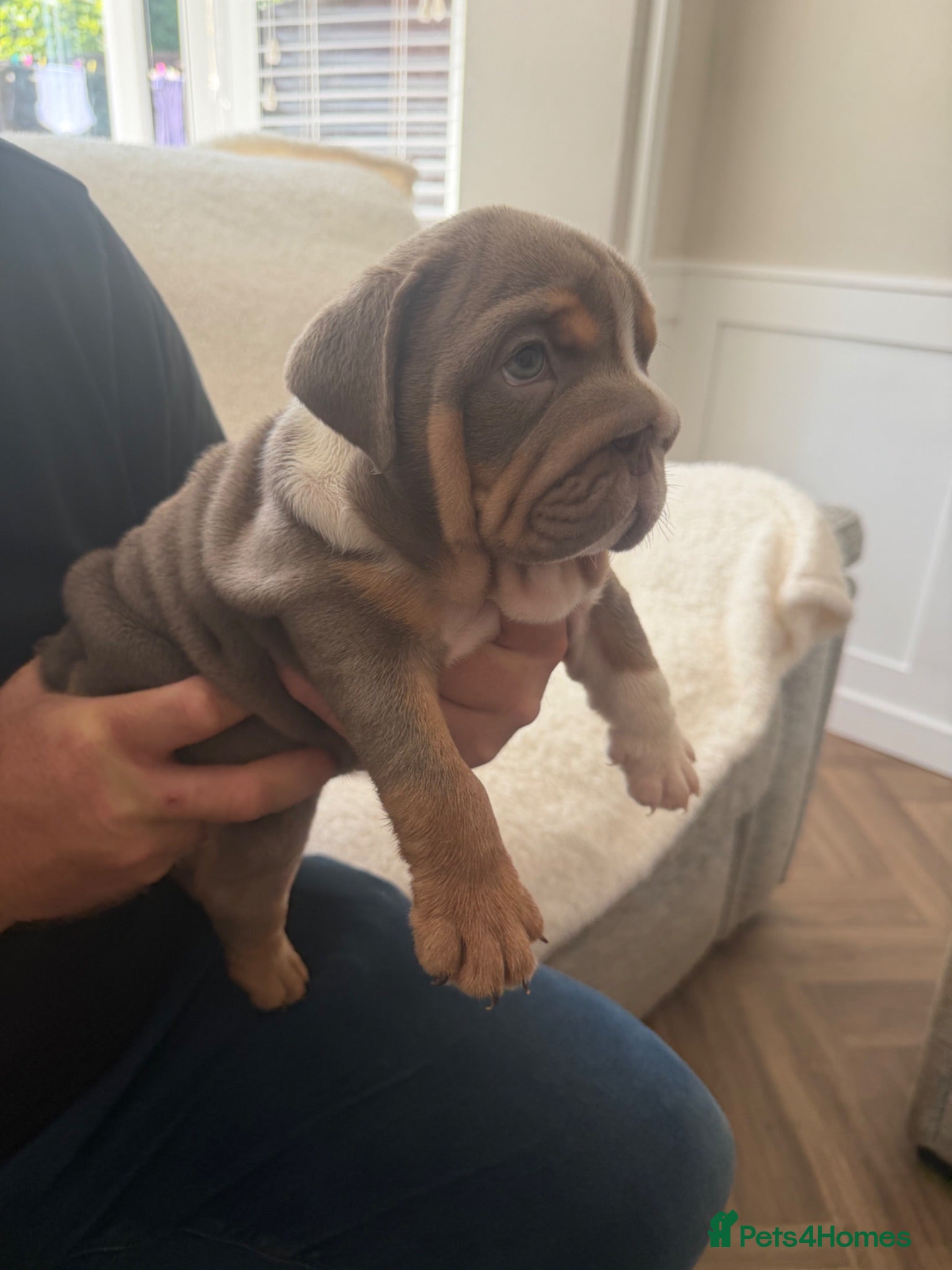 English Bulldog dogs !! Ready to leave Friday English Bulldog puppy’s ! - Advert 15