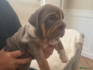 English Bulldog dogs !! Ready to leave Friday English Bulldog puppy’s ! - Advert 15