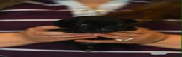 Mixed Breed dogs for sale: Family-raised puppies looking for loving homes - Advert 14