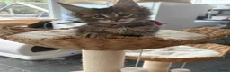 Maine Coon cats for sale: Show quality Maine coon kittens - Advert 5