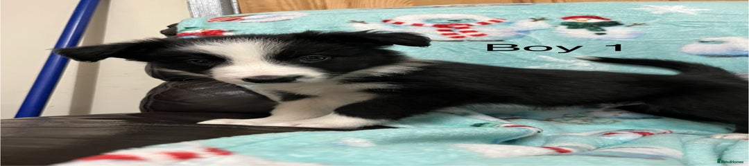 Border Collie Puppy 1