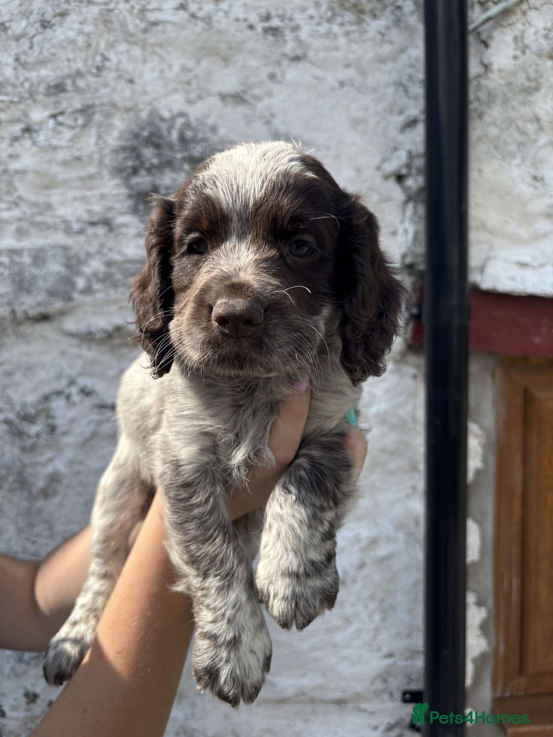 Cocker Spaniel dogs for sale: Cocker spaniel pups - Image 5