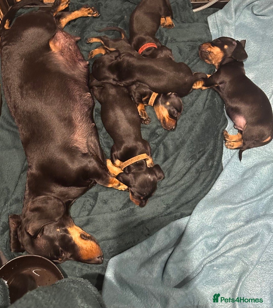 Miniature Dachshund dogs for sale: Miniature daschunds  - Image 9