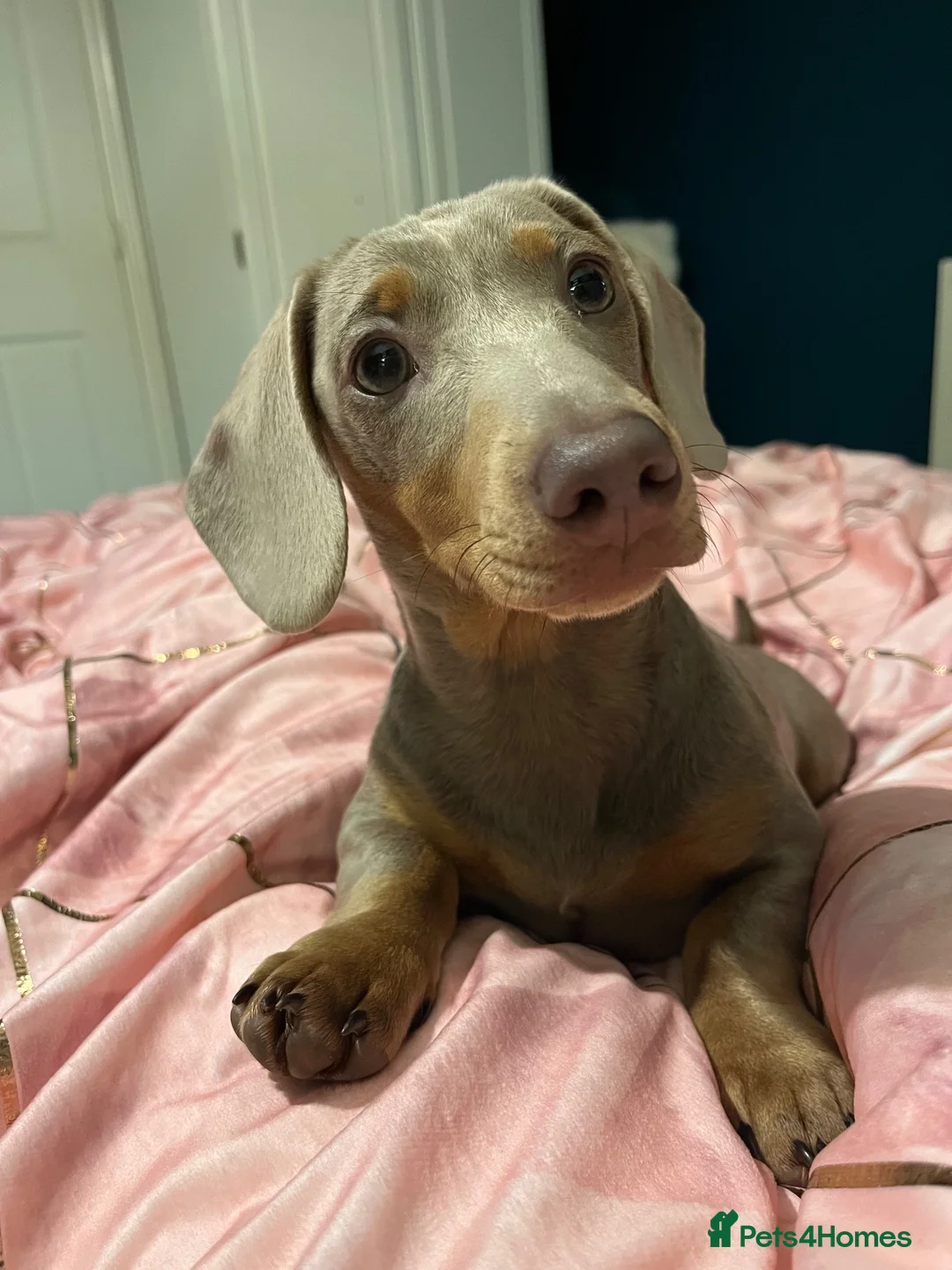Miniature Dachshund dogs for sale: 1 year old Dachshund female  - Advert 3