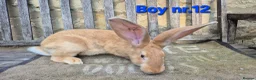 Continental Giant rabbits for sale: VACCINATED Pure Continental Giant  - Advert 10