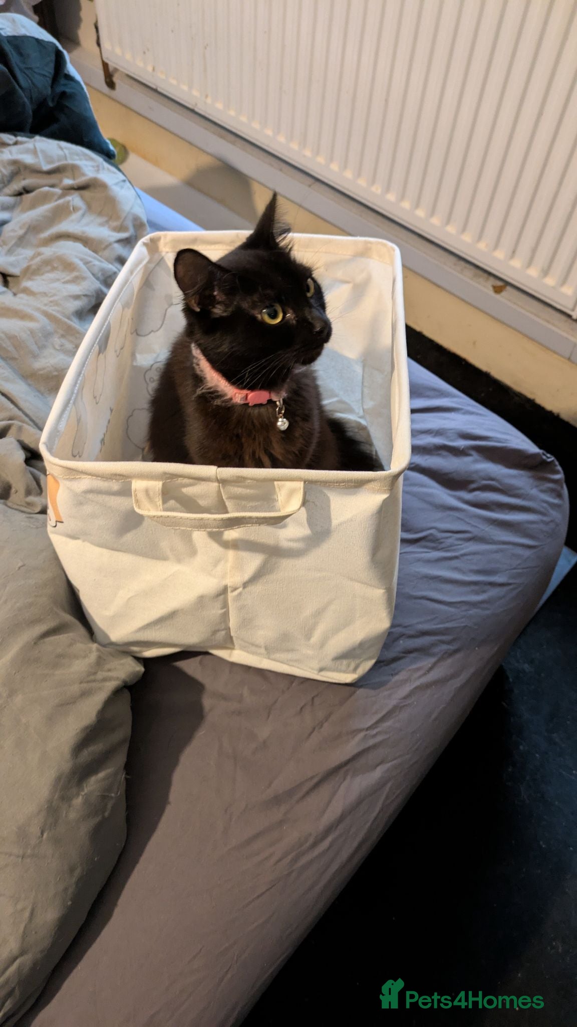 Mixed Breed cats 4 kittens all black 3 males. One female.  - Advert 7