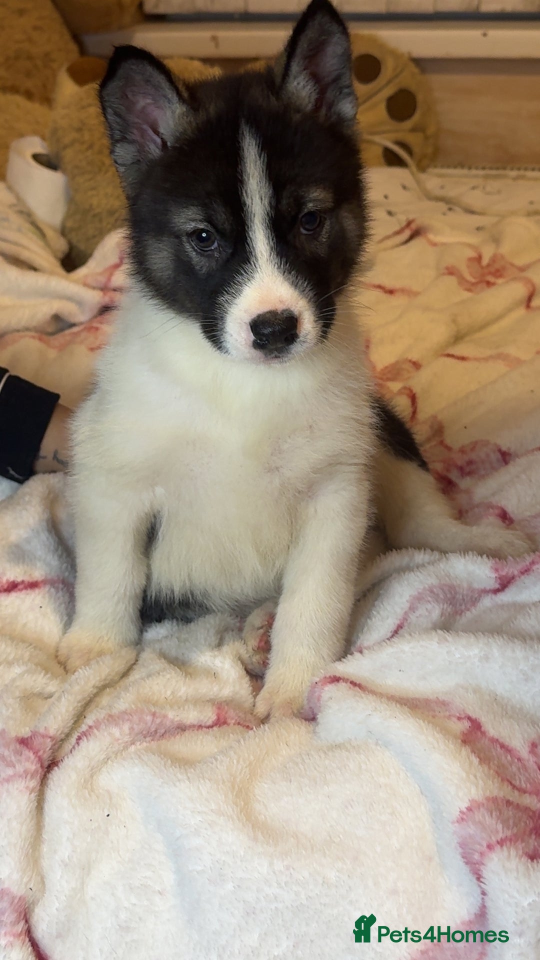 Siberian Husky dogs for sale: Siberian husky  - Advert 17