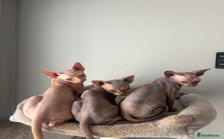 Sphynx cats - Advert 15