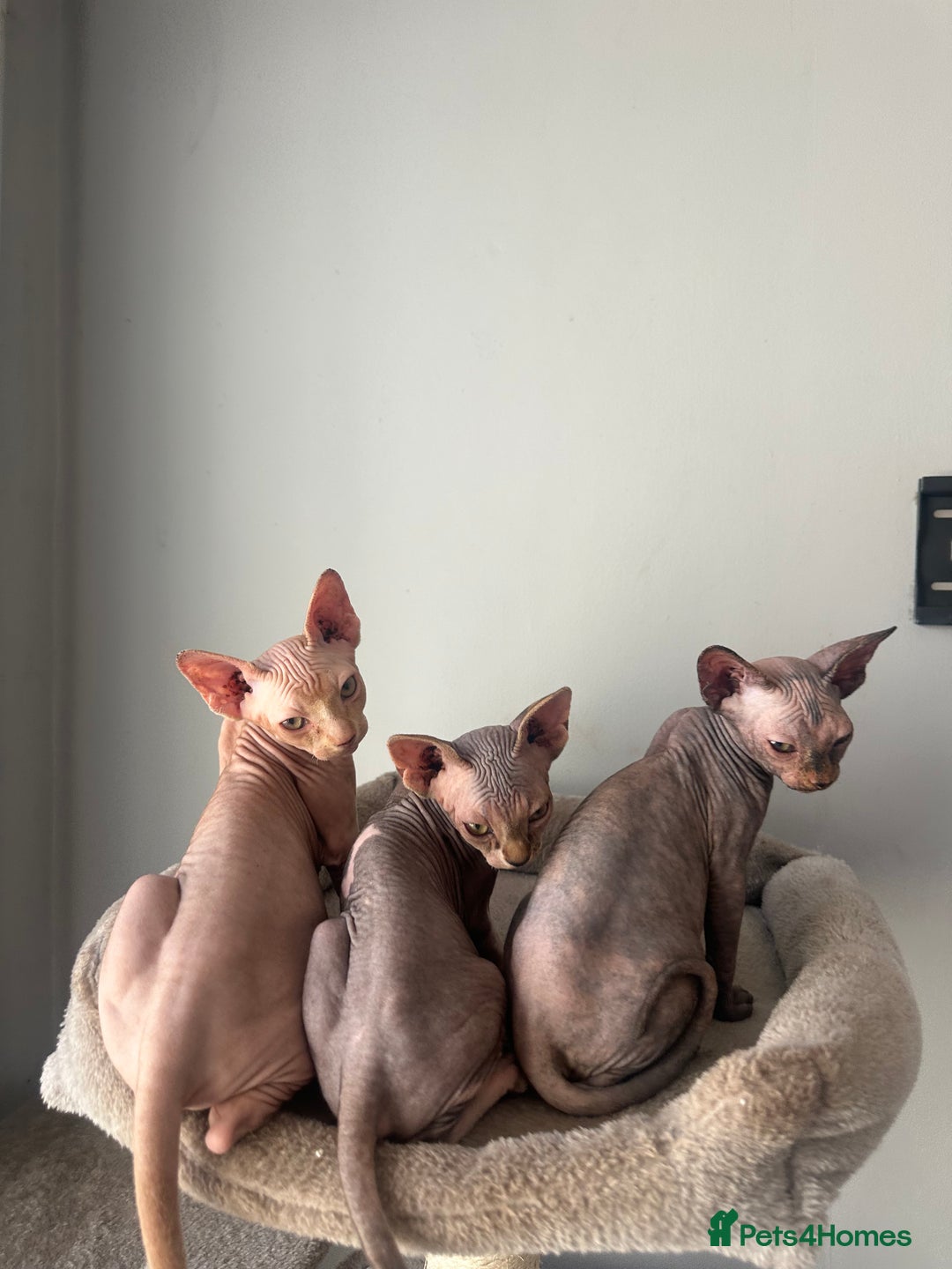 Sphynx cats for sale: Beautiful sphinx kittens  - Image 2