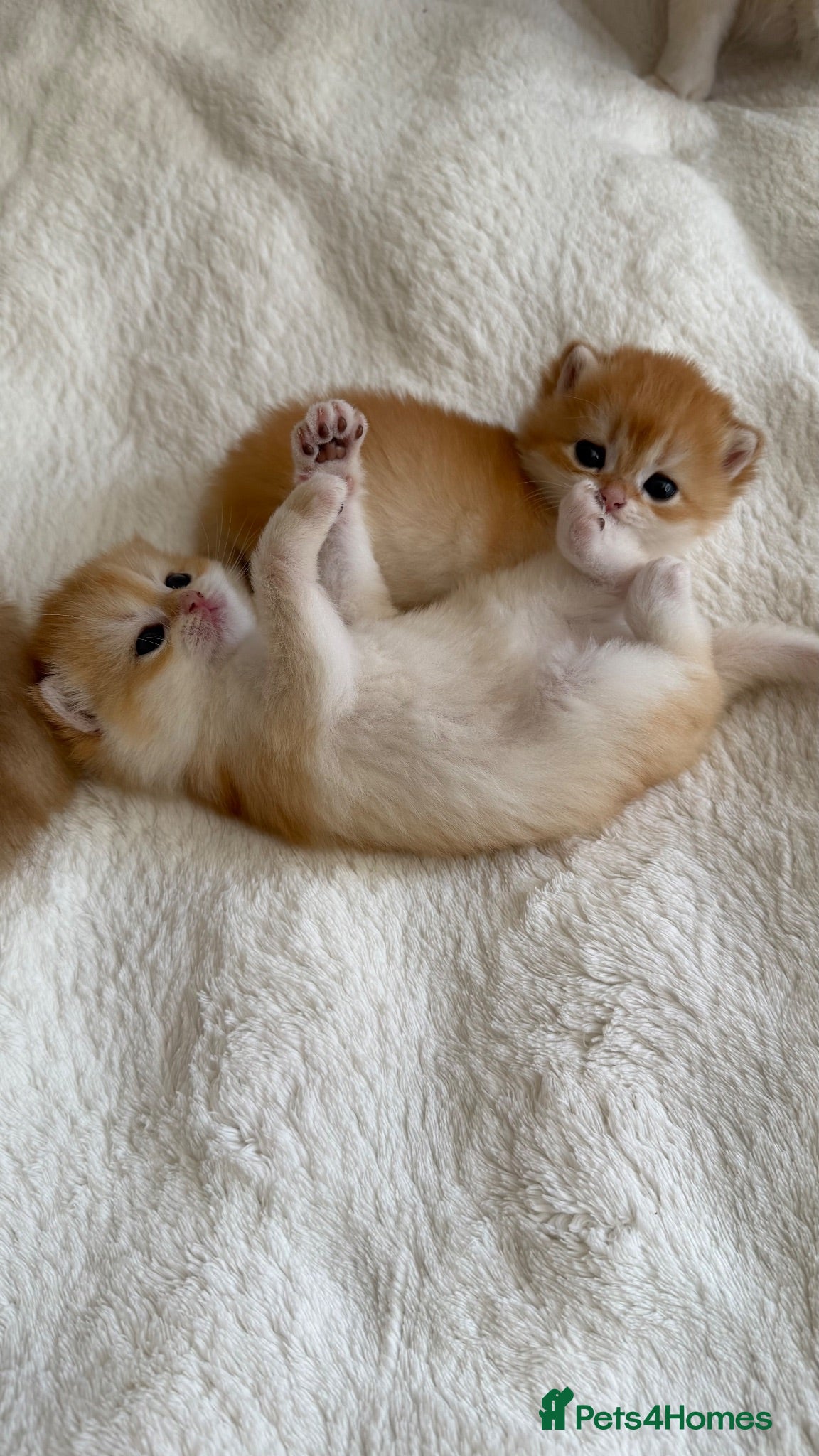 British Shorthair cats Show quality Golden BSH boys  - Advert 2