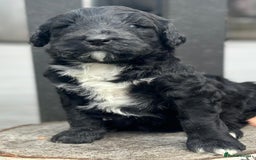 Bernedoodle dogs for sale: F1B STANDARD  BERNADOODLE LAST FEW - Image 16