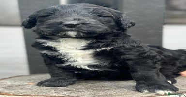 Bernedoodle dogs - Advert 16