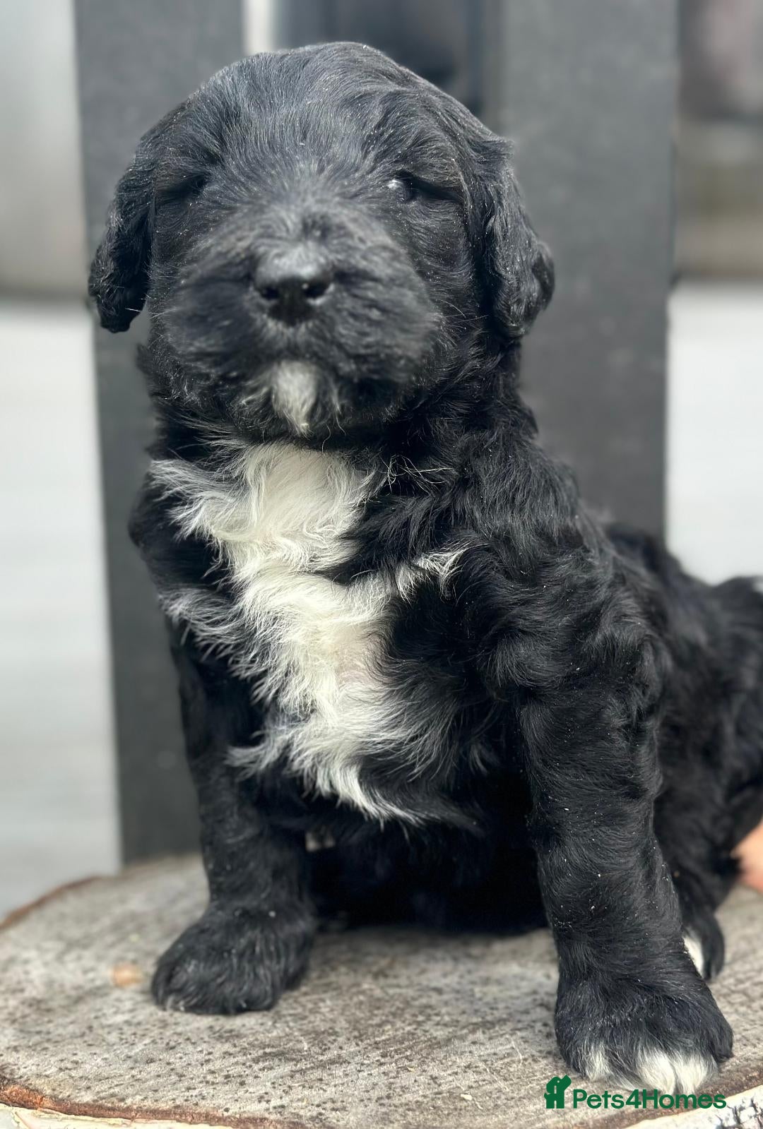 Bernedoodle dogs for sale: F1B STANDARD  BERNADOODLE LAST FEW - Image 16