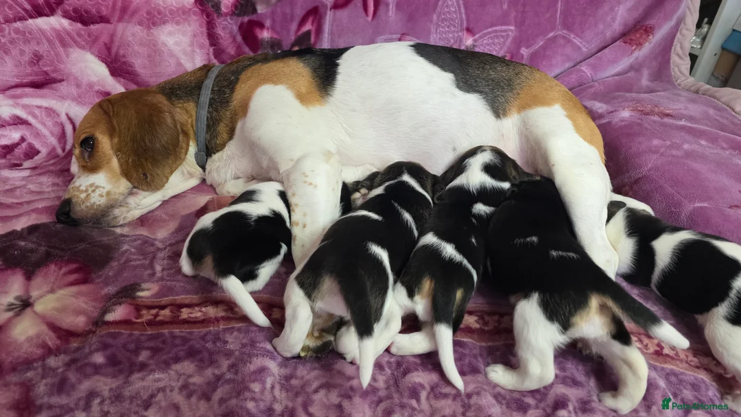 Beagle dogs for sale: Beautiful Beagle puppies looking for loving homes - Advert 2