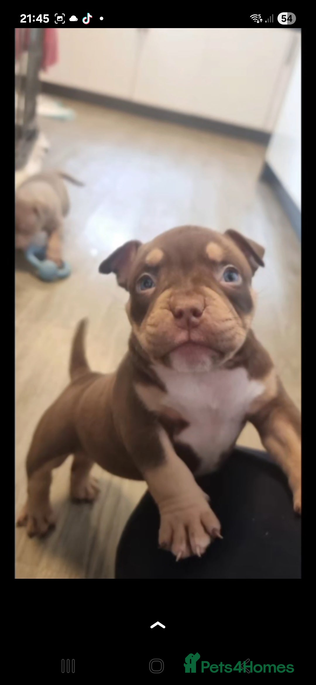American Bully dogs for sale: ABKC best bloodline Ready to go Pocket Bully  - Advert 5