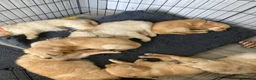 Golden Retriever dogs for sale: Golden retriever  in Romford - Advert 29