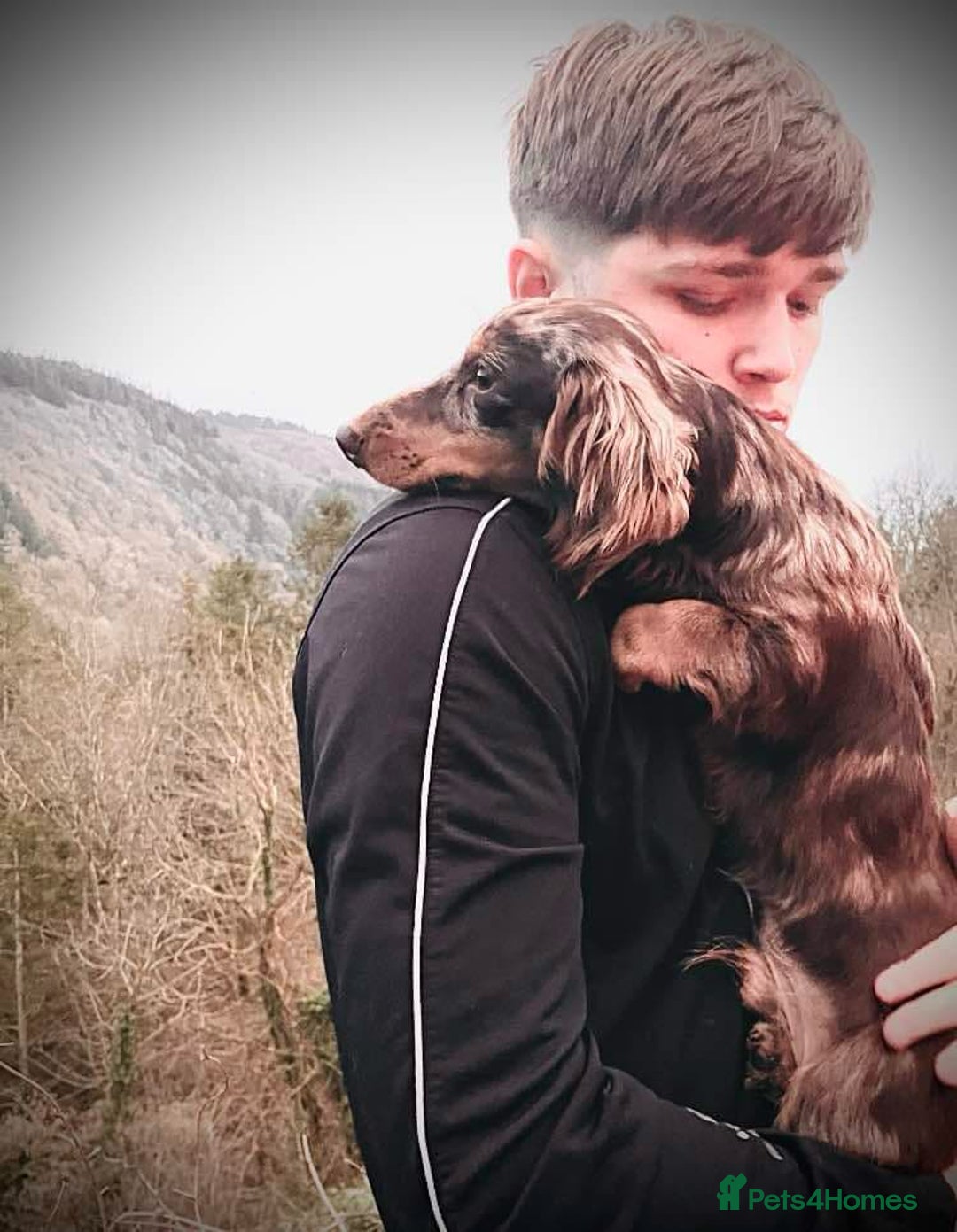 Miniature Dachshund dogs for stud: KC Reg Long Haired Choc Dapple Miniature Dachshund in Gunnislake - Advert 13