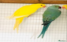 Ringnecks birds for sale: Beautiful coloured ringneck parrots for sale. - Image 3