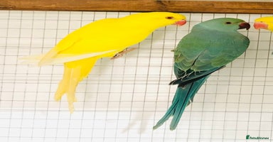 Ringnecks birds - Advert 2