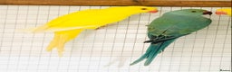 Ringnecks birds for sale: Beautiful coloured ringneck parrots for sale. - Advert 13
