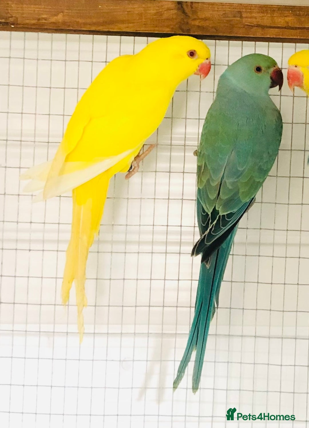 Ringnecks birds for sale: Beautiful coloured ringneck parrots for sale. - Image 3