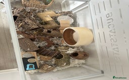 Hamster rodents for sale: Syrian Hamster  - Image 12