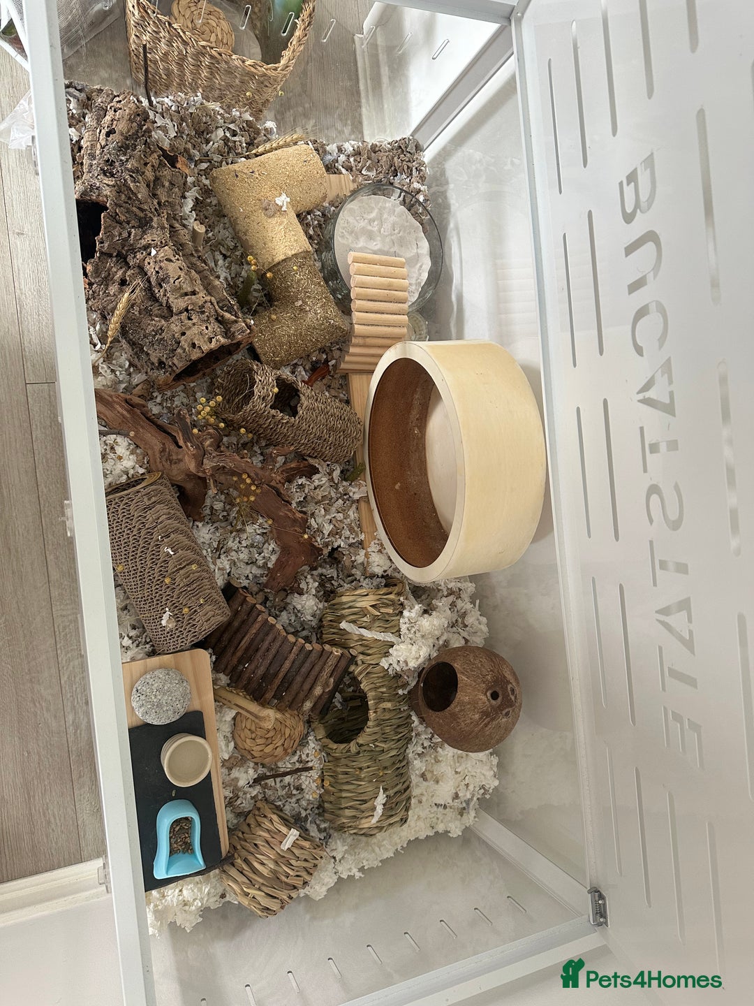 Hamster rodents for sale: Syrian Hamster  - Image 12