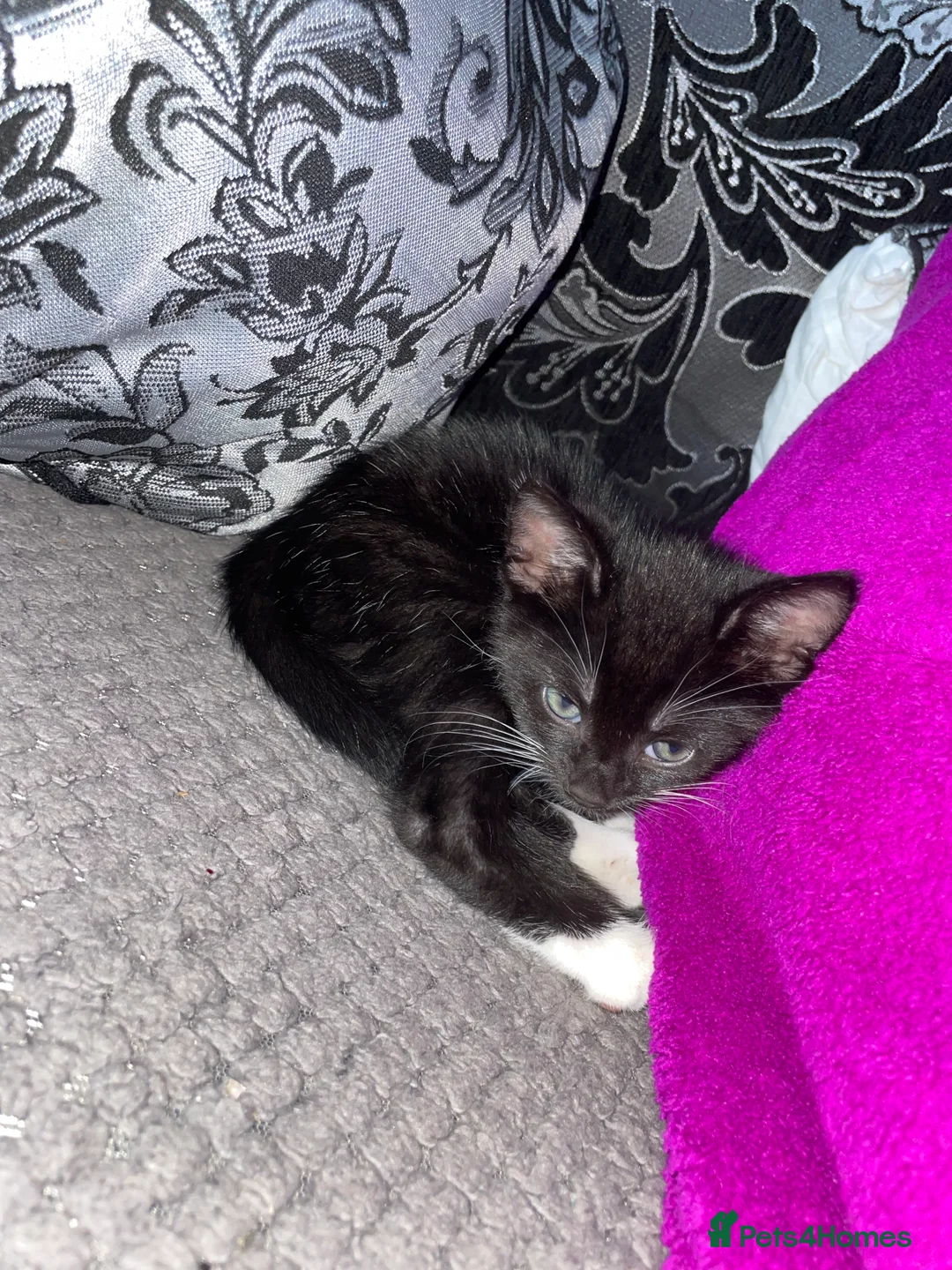 Mixed Breed cats for sale: Two beautiful kittens for sale  - Advert 5