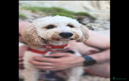 Cockapoo dogs for stud: Chaco - f1b cockapoo for stud - Image 10