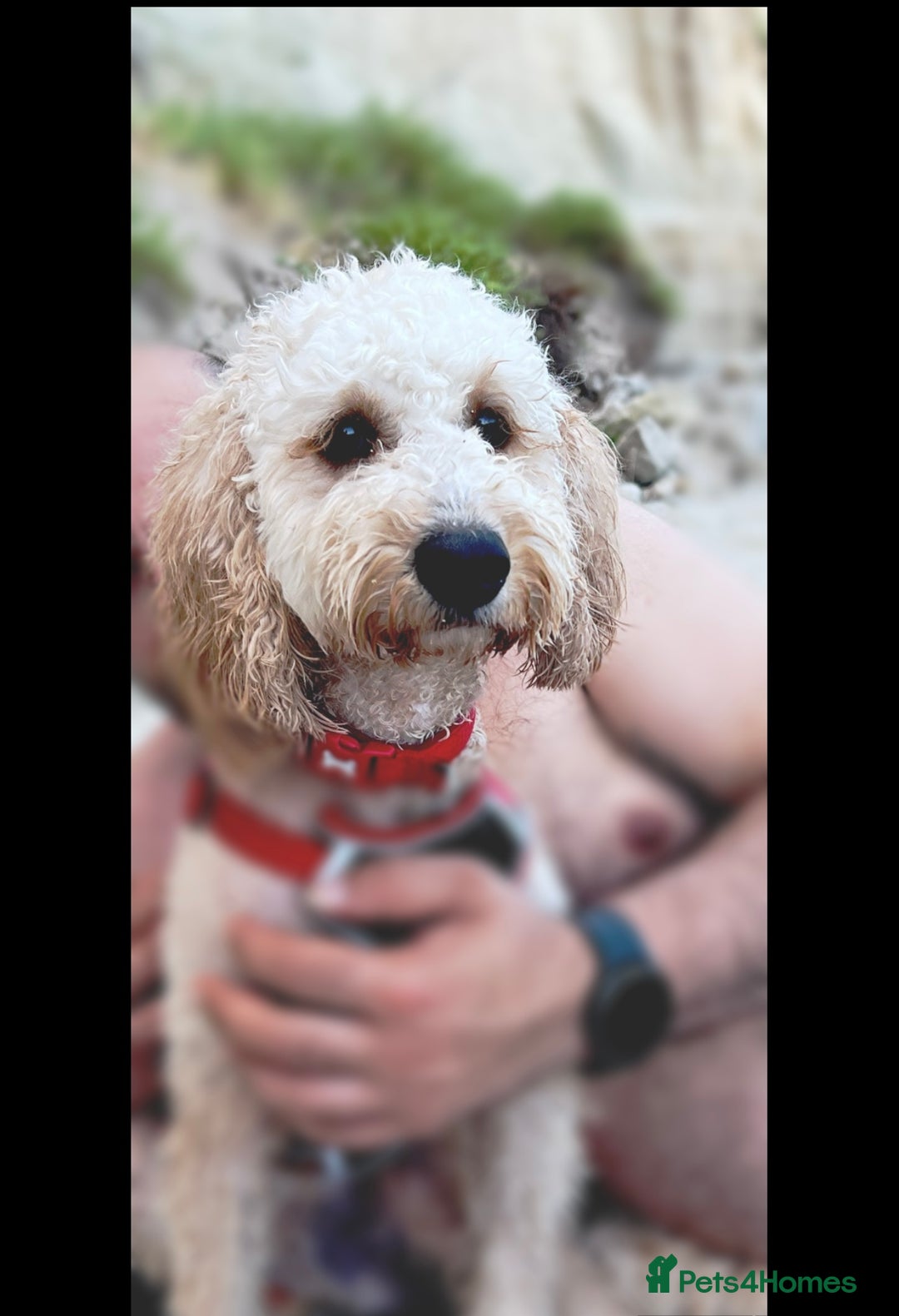 Cockapoo dogs for stud: Chaco - f1b cockapoo for stud - Image 10